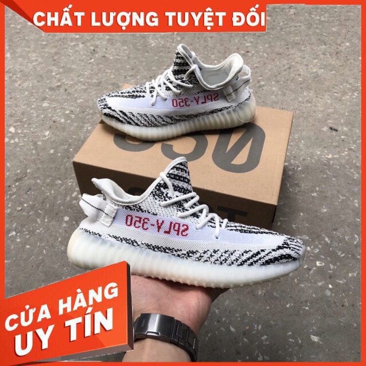 Giày Yz350 Ngựa Vằn