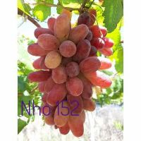 Nho móng tay 152 ( Nho Ninh Thuận)