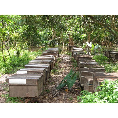 MẬT ONG LOẠI 2 NGUYÊN CHẤT 500ml – cam kết hoàn tiền nếu mật ong là giả