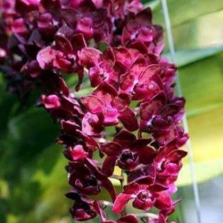 Ngọc điểm lá mít giống