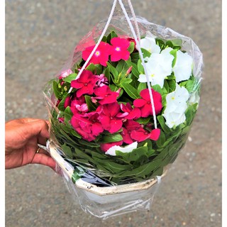 Chậu treo dừa cạn rũ Siêu Bông DC6