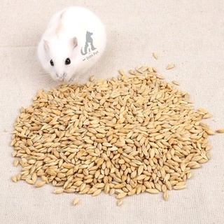 Hạt đại mạch cho hamster , sóc, vẹt , chim 100g