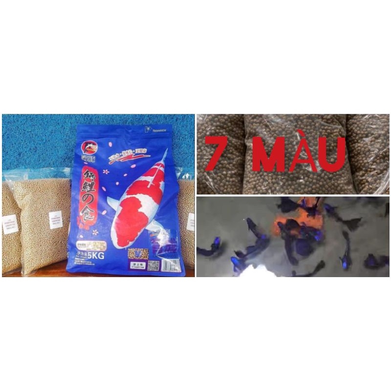 Guppy- Trang Trí Hồ - Nga Guppy