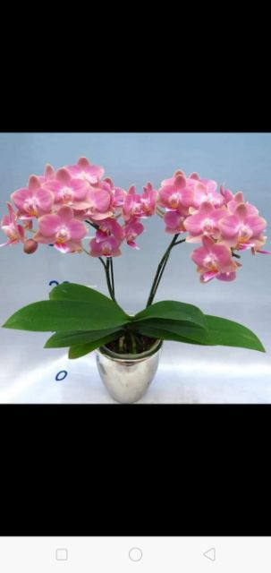 Combo 3 cây Hồ điệp 2 ngồng hoa