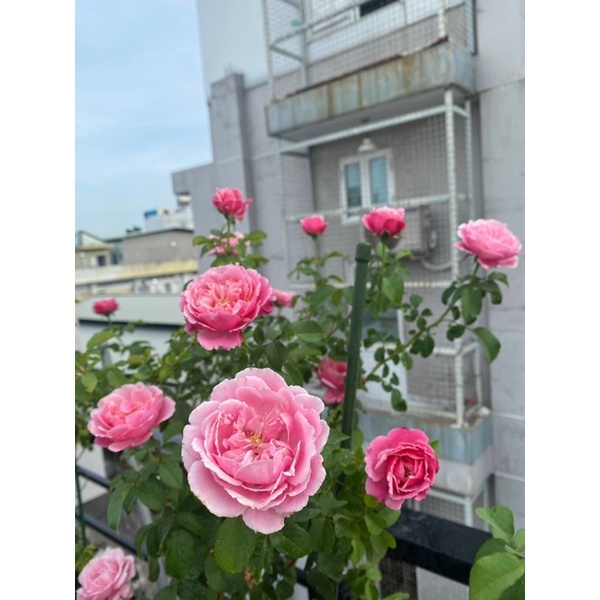 Chậu kim cương trắng siêu dày K1 K2 K3