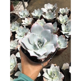 Sen đá Hạc Trắng 16cm