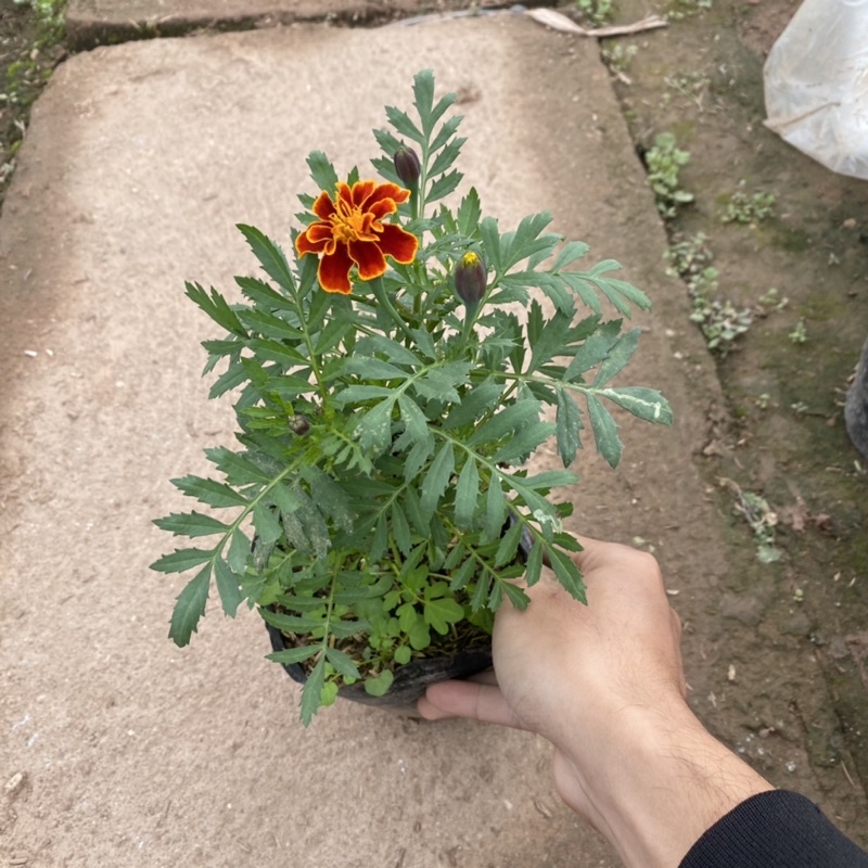 Cây hoa cúc pháp trồng trong bịch đen đã có nụ và đang ra hoa cao 15-20cm (Như Ảnh)