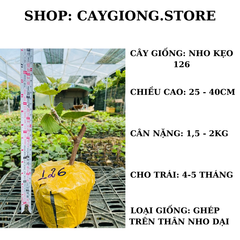 Cây nho giống Kẹo 126 thân dây leo giàn trồng chậu thùng xốp Ninh Thuận NG03