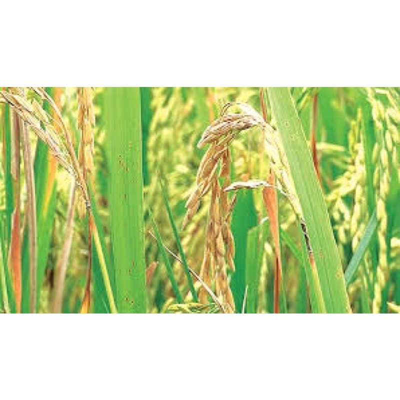 Hết sạch đạo ôn trên lúa - Xanh mướt - Năng suất cao - BIM 30GR