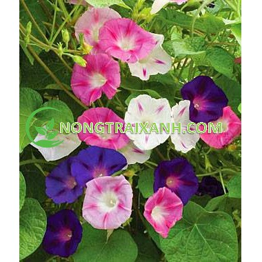30H - HẠT GIỐNG HOA BÌM BÌM MIX NHIỀU MÀU