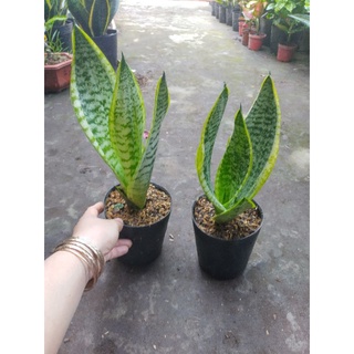 Cây Lưỡi Hổ viền vàng nhật lùn