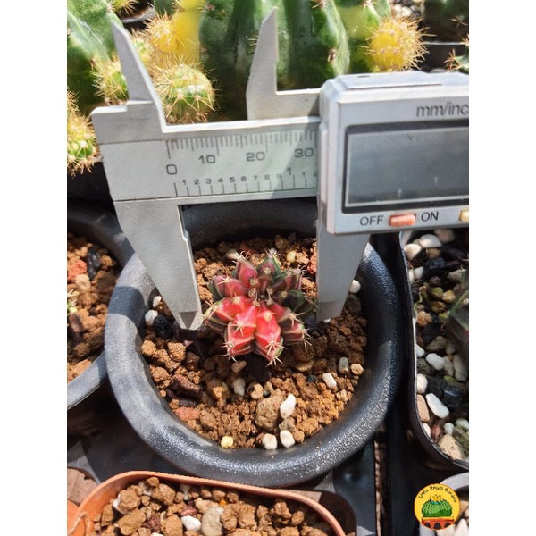 Xương rồng Jelly lem như viên kẹo ngọt ngào, dễ chăm