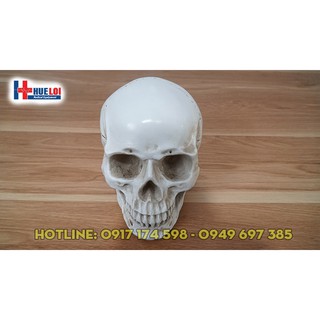 Mô hình giải phẫu xương sọ