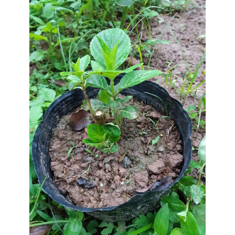 Cẩm tú cầu hàng bầu chuẩn ảnh
