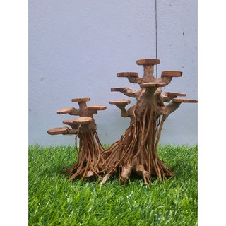 BONSAI rễ rừng tán gỗ