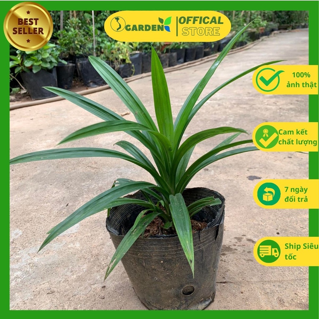 Cây lá nếp, dứa thơm, Cao 25cm lá cực thơm, có nhiều công dụng, thích hợp chế biến món ăn