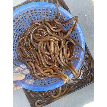 500gr Lươn đồng làm sẵn lọc thịt - Tặng kèm nước cốt xương lươn