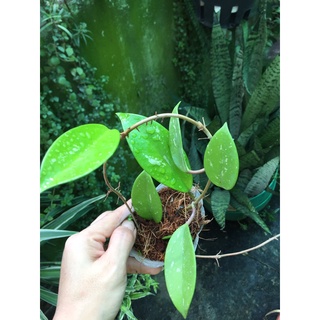 Chậu cẩm cù giống