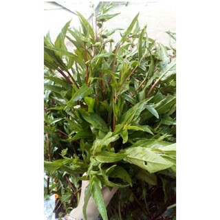 Hạt giống cây cỏ mực (nhọ nồi)