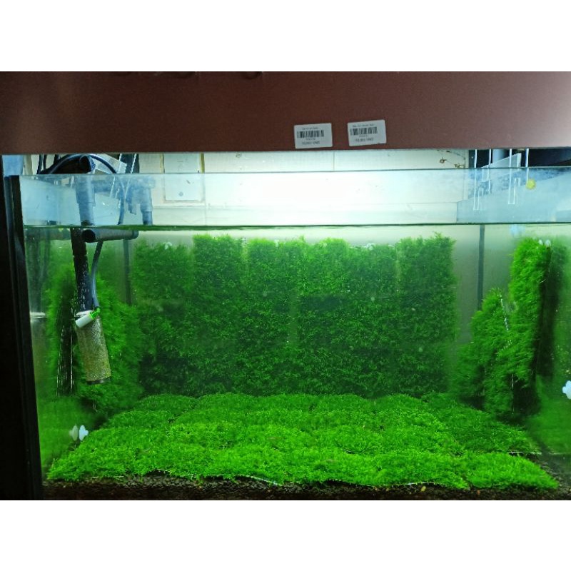 Cầu Rêu US FISS - PHOENIX MOSS - Trang Trí Hồ Tép