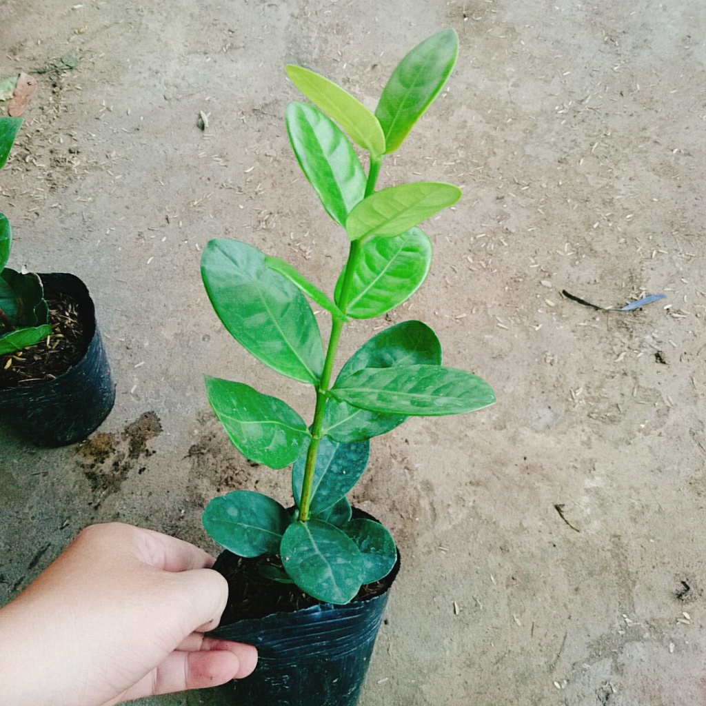 Cây Trang Phụng Hoàng Kim - cây cảnh để bàn