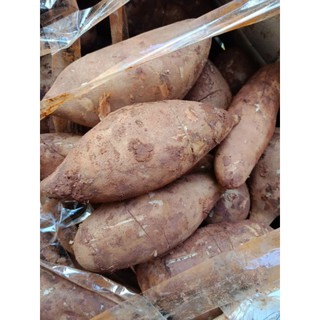 KHOAI SÂM ĐẤT CỦ VỪA 1kg