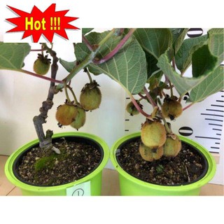 Hạt Giống Kiwi - 30 Hạt