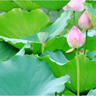 Trà lá sen khô giảm cân, an giấc (1kg)