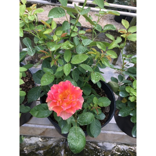 Hồng Pháp La Parisience