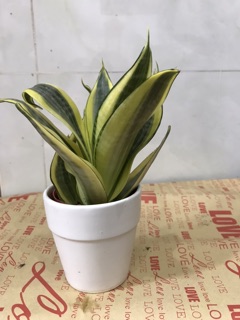 Cây lưỡi hổ lưỡi mèo mini để bàn