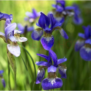 Hạt giống hoa diên vĩ xanh - 10 hạt