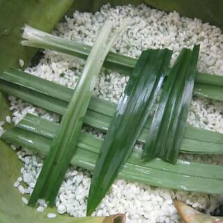 Combo 12 cây dứa thơm 150k