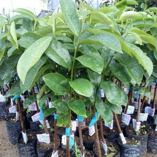 Mãng cầu xiêm.... trái to 2kg