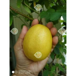 Cây  🌲 giống chanh Mỹ vàng