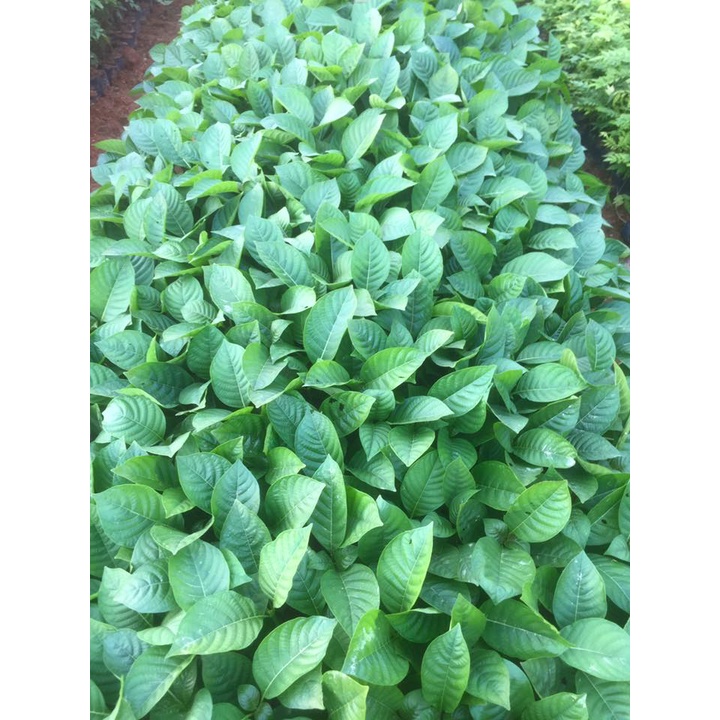 Cây Giống Gáo Vàng (thiên ngân)