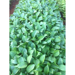Cây Giống Gáo Vàng
