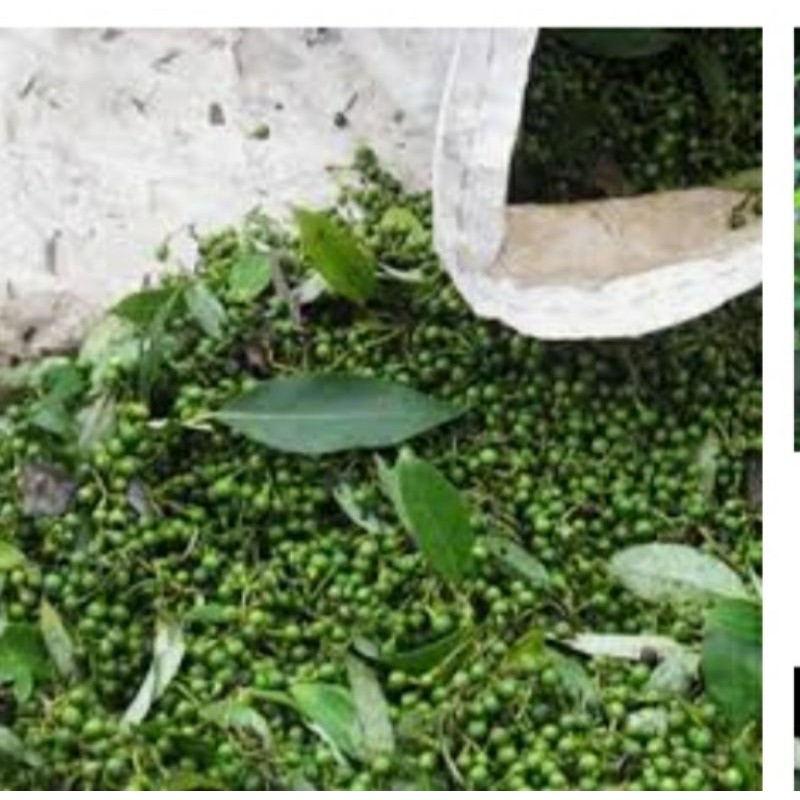 [Mã 156FMCGSALE hoàn 8% đơn 500K] HẠT TIÊU RỪNG CỰC THƠM HẤP DẪN[100g] | BigBuy360 - bigbuy360.vn