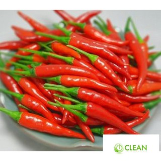 Hạt giống Ớt chỉ thiên F1