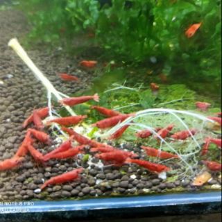 Combo 30 -50 lá dâu tằm tươi cho tép ốc kiểng ăn tăng sức đề kháng mau lớn