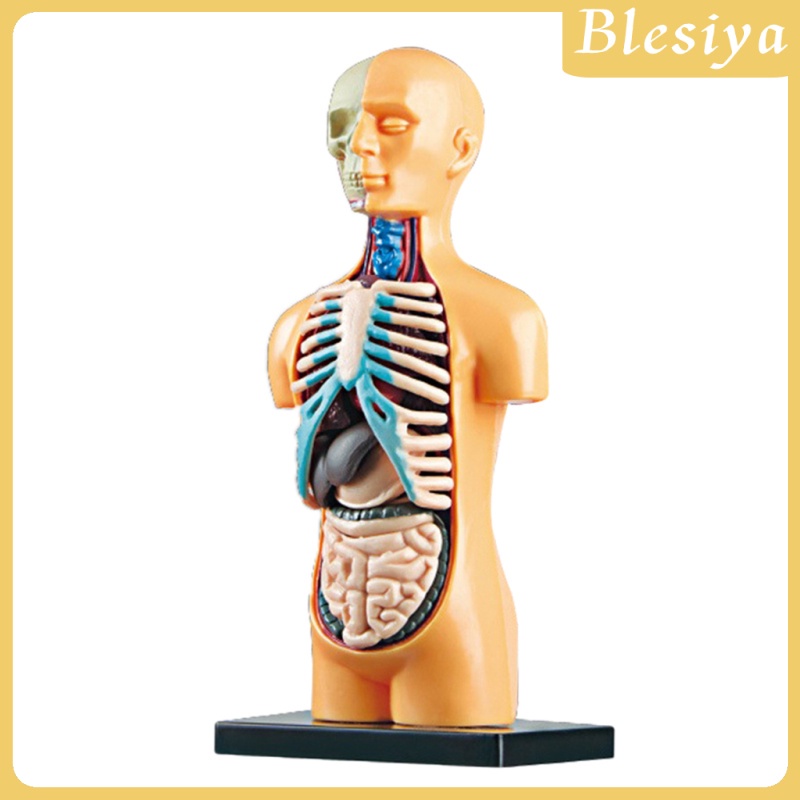[Blesiya] Mô Hình Cơ Thể Người Dùng Trong Phòng Thí Nghiệm