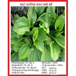 Hạt giống cây rau mã đề - Gói 2gram - STHG2