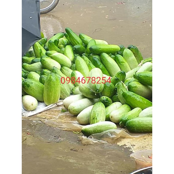1 kg dưa mèo ngon ngọt