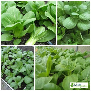 10g hạt giống cải thìa xtra tặng kèm phân và kích mầm