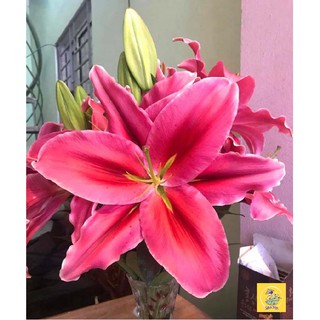 Củ giống hoa Ly màu đỏ Thơm