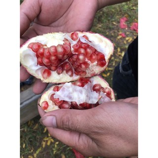 cây lựu Ấn Độ