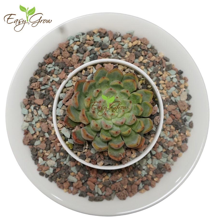 Đá cầu vồng, đá khoáng nhập khẩu giữ màu cho sen đá, xương rồng