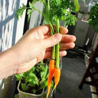 Hạt Giống Cà Rốt Mini