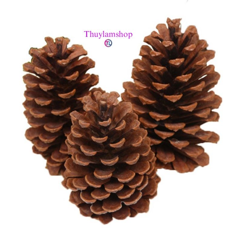 Quả thông khô decor trang trí giáng sinh noel lễ tết nhiều size