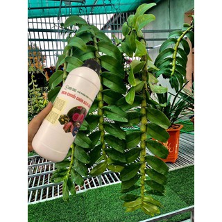 Dịch chuối đặc biệt cho Phong Lan