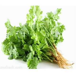 Hạt giống rau mùi cồn tía- mùi tía cao sản F1 gói 20 gram xuất xứ Việt Nam